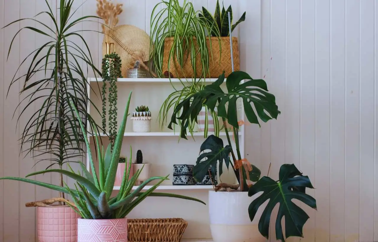 Piante che decorano e purificano insieme